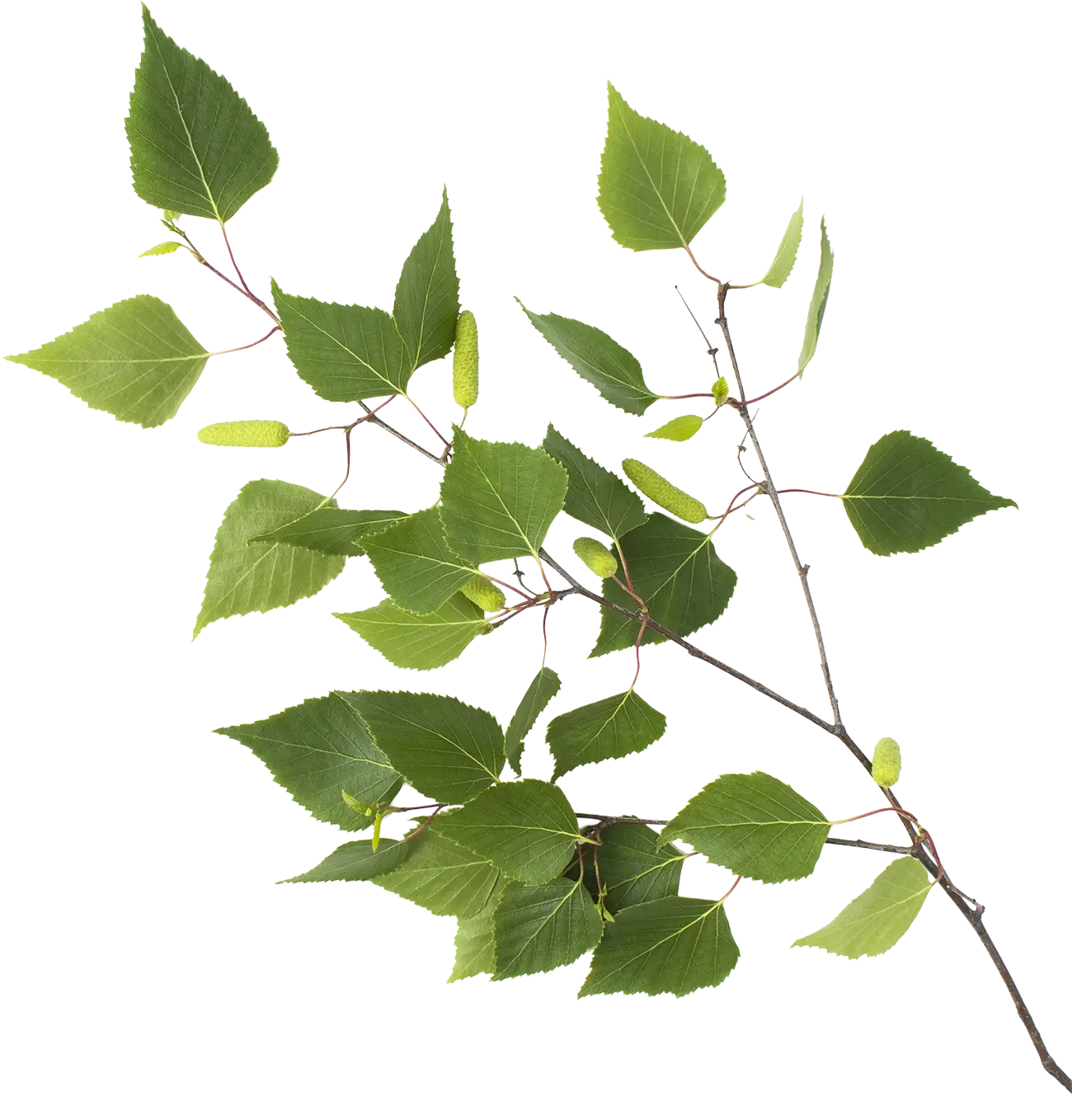 Branche d'arbre
