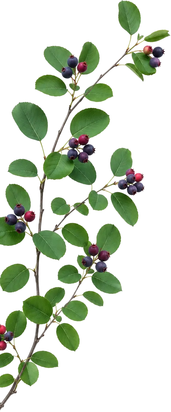 Branche d'amélanchier