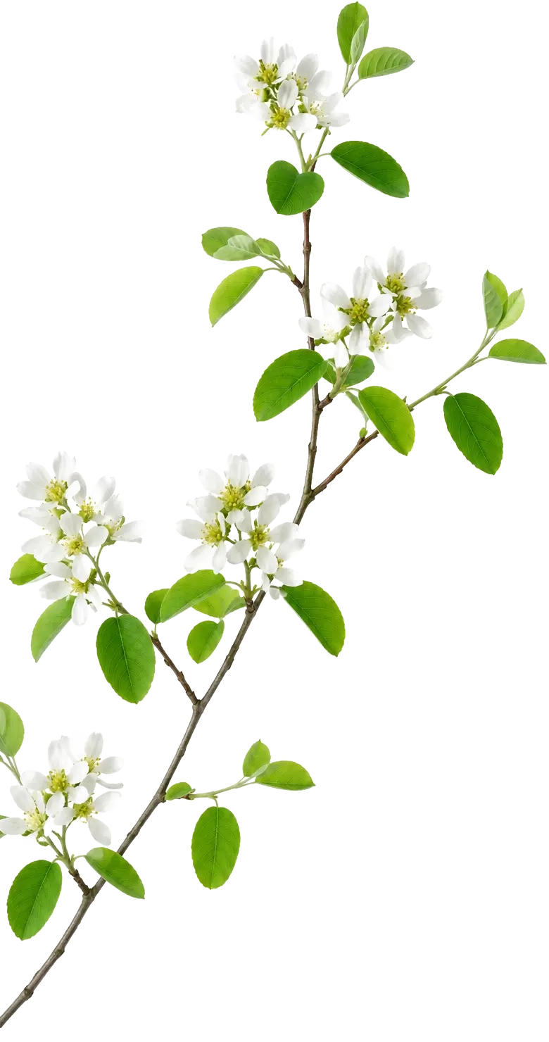 Branche d’amélanchier fleurie aux feuilles vertes et aux fleurs blanches