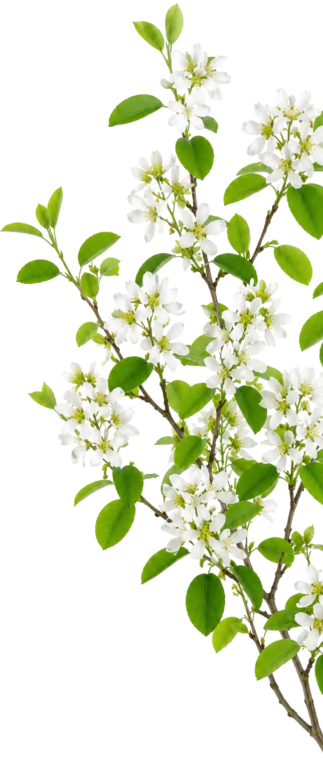 Branche d’amélanchier fleurie aux feuilles vertes et aux fleurs blanches