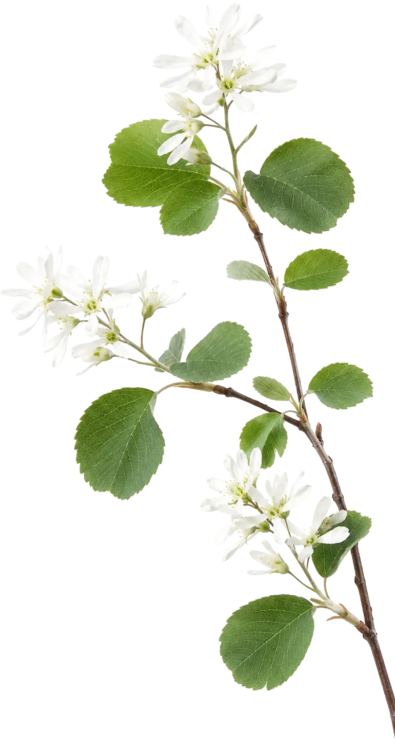 Branche d'amélanchier en fleur