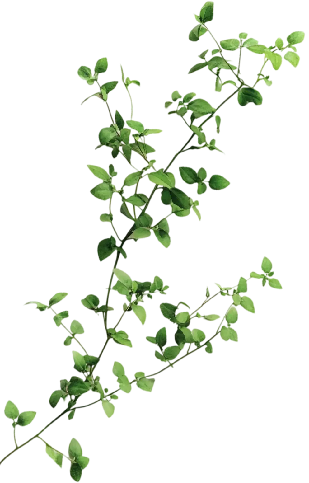 Branche d'arbre
