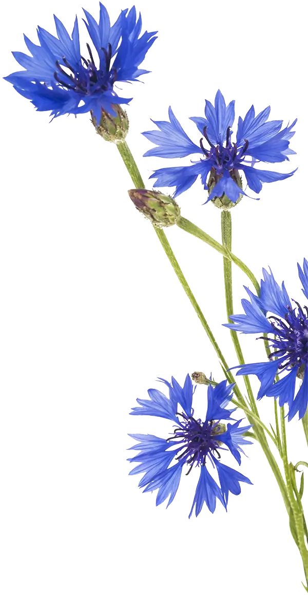 Fleurs bleuet